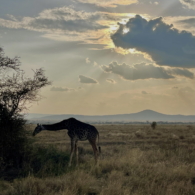 Sunset over the African savanna with a large orange sun on the horizon, an acacia tree silhouette, and warm earthy tones in the sky and landscape.